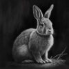 charcoal sketch of a rabbit